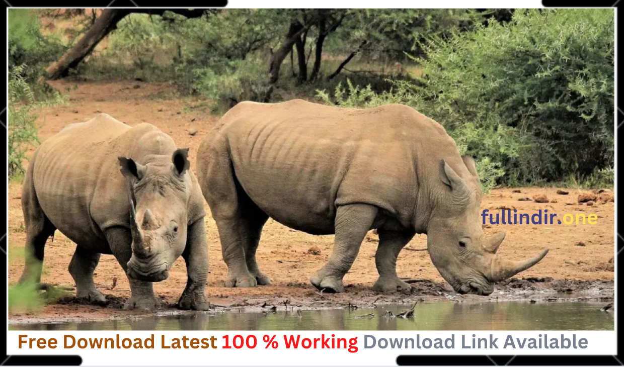 Rhinoceros Crack keygen